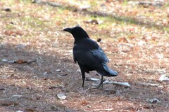 Corvus