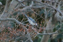 Parus minor