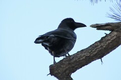 Corvus macrorhynchos