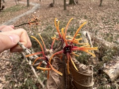 Hamamelis japonica