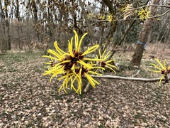 Hamamelis japonica