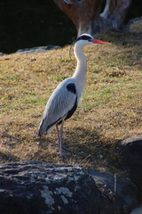 Ardea cinerea