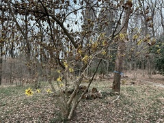 Hamamelis japonica