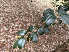 Camellia japonica