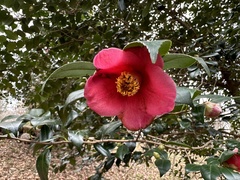 Camellia japonica