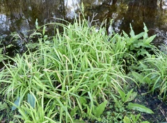 Carex stipata