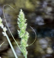Carex stipata