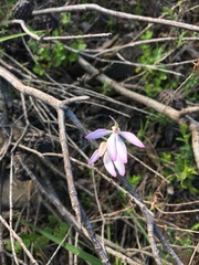 Caladenia fuscata