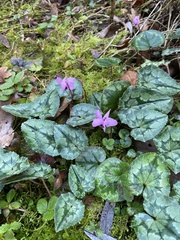 Cyclamen