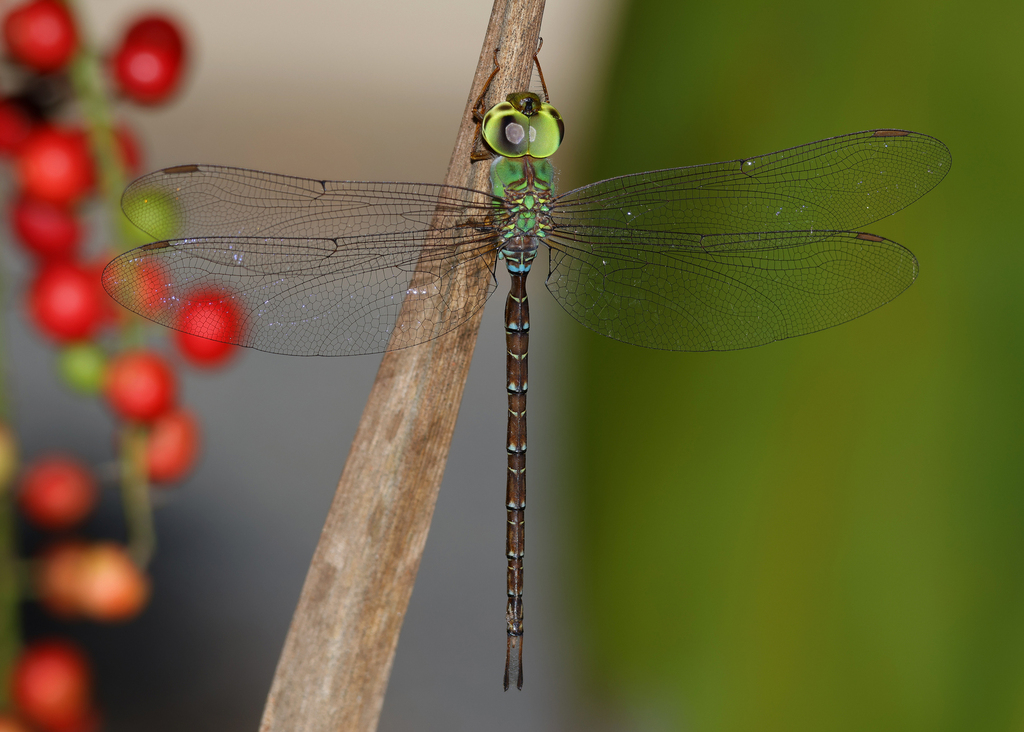 Lesser Duskhawker