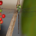 Lesser Duskhawker - Photo (c) silram, some rights reserved (CC BY-NC), uploaded by silram