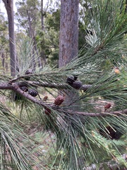 Allocasuarina littoralis