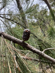 Allocasuarina littoralis