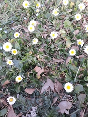Bellis perennis