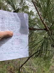 Allocasuarina littoralis