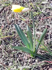 Narcissus pseudonarcissus