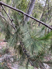 Allocasuarina littoralis