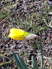 Narcissus pseudonarcissus