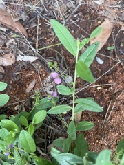 Polygala sphenoptera