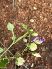Polygala sphenoptera