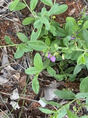 Polygala sphenoptera