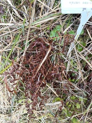 Pentarhizidium orientale