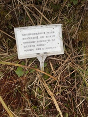 Pentarhizidium orientale