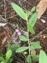 Polygala sphenoptera