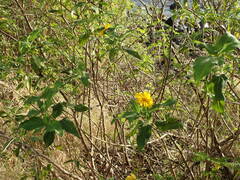 Wedelia calycina