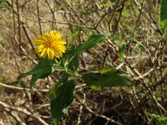 Wedelia calycina