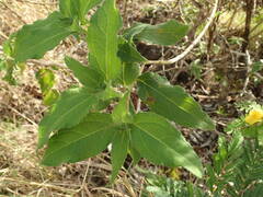 Wedelia calycina
