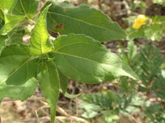 Wedelia calycina