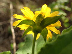 Wedelia calycina