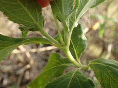 Wedelia calycina