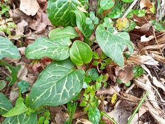 Arum italicum