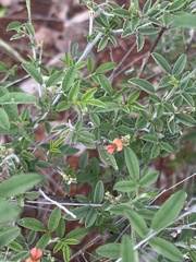 Indigofera subulata