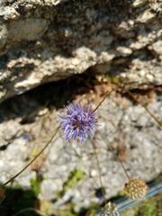 Jasione