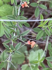 Indigofera subulata