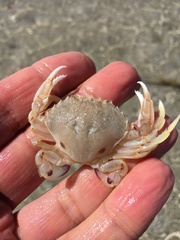 Ovalipes australiensis