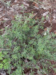 Indigofera subulata
