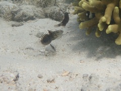 Amblygobius phalaena