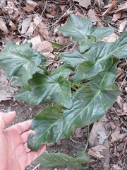Arum italicum
