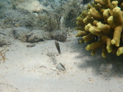 Amblygobius phalaena