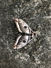 Saturnia pyretorum