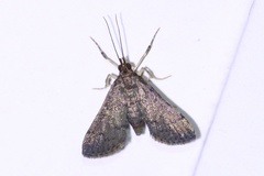 Piletocera macroperalis