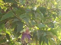 Passiflora laurifolia