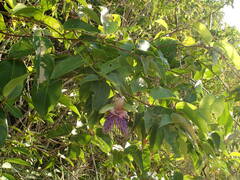 Passiflora laurifolia
