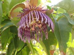 Passiflora laurifolia
