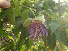 Passiflora laurifolia