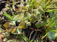 Parietaria floridana